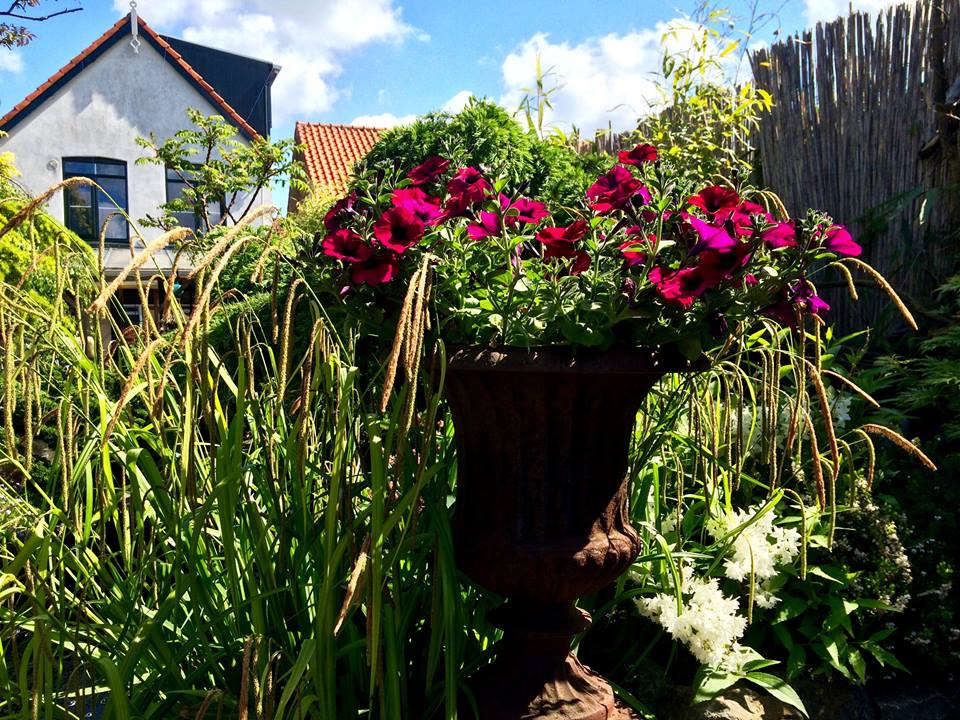 Een decoratieve vaas vol magenta bloemen in een weelderige tuin, met een huis en een blauwe lucht op de achtergrond.