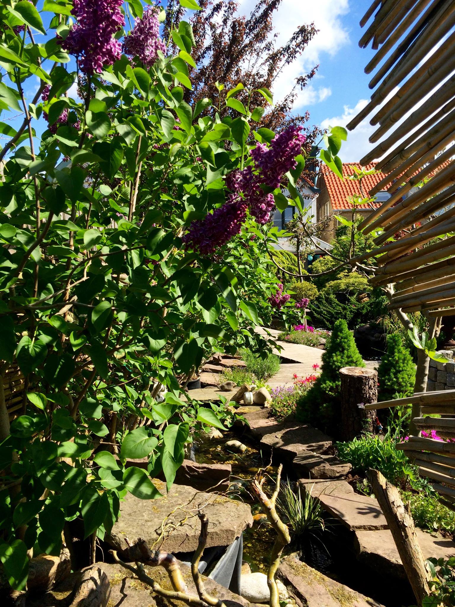 Stenen trappen leiden door een weelderige tuin met paarse seringen in bloei, omlijst door een bamboescherm en een gebouw in de verte.