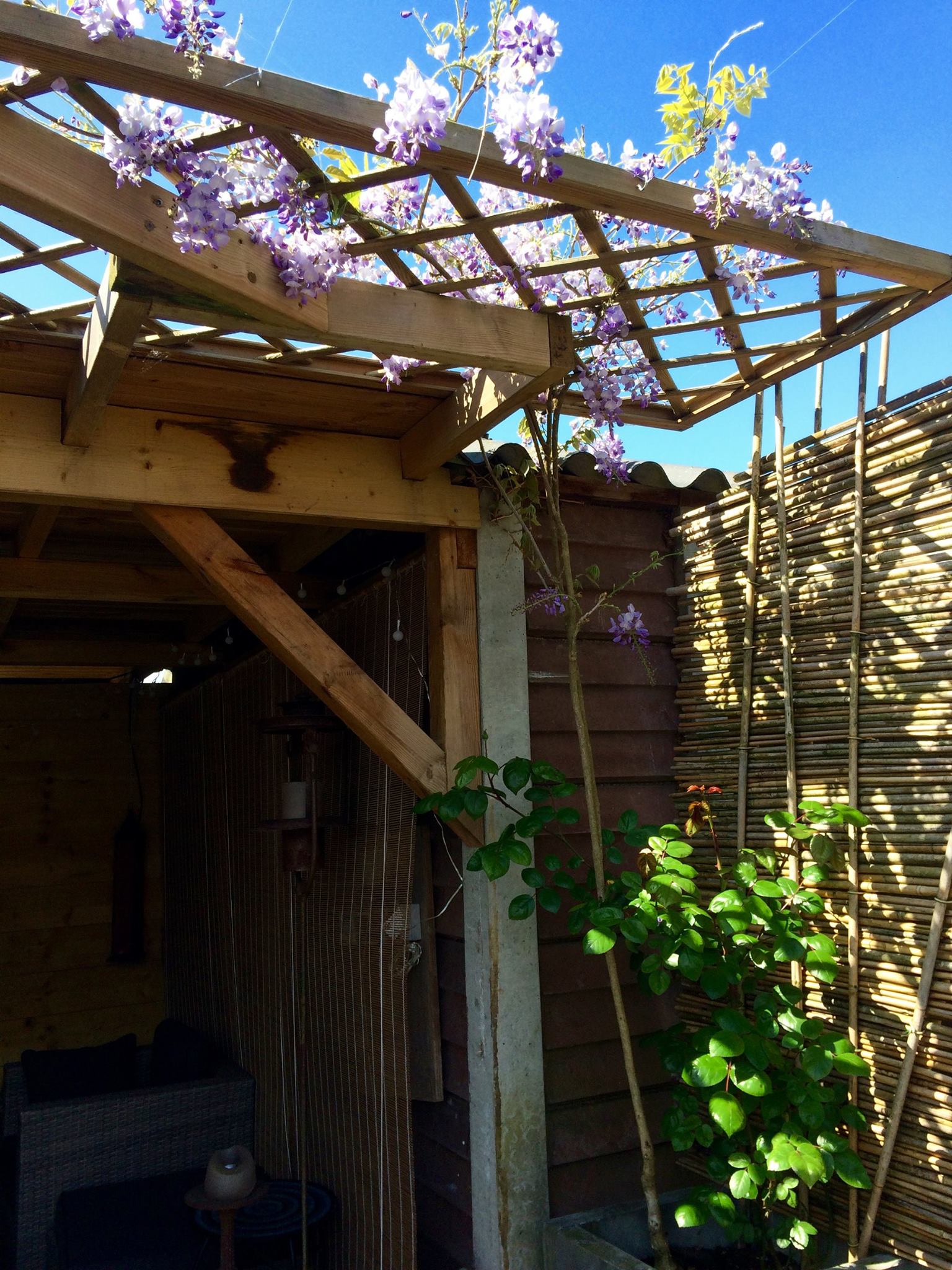 Houten pergola met paarse blauweregenbloemen, gebouwd boven de ingang van een schuur en een bamboeschutting.