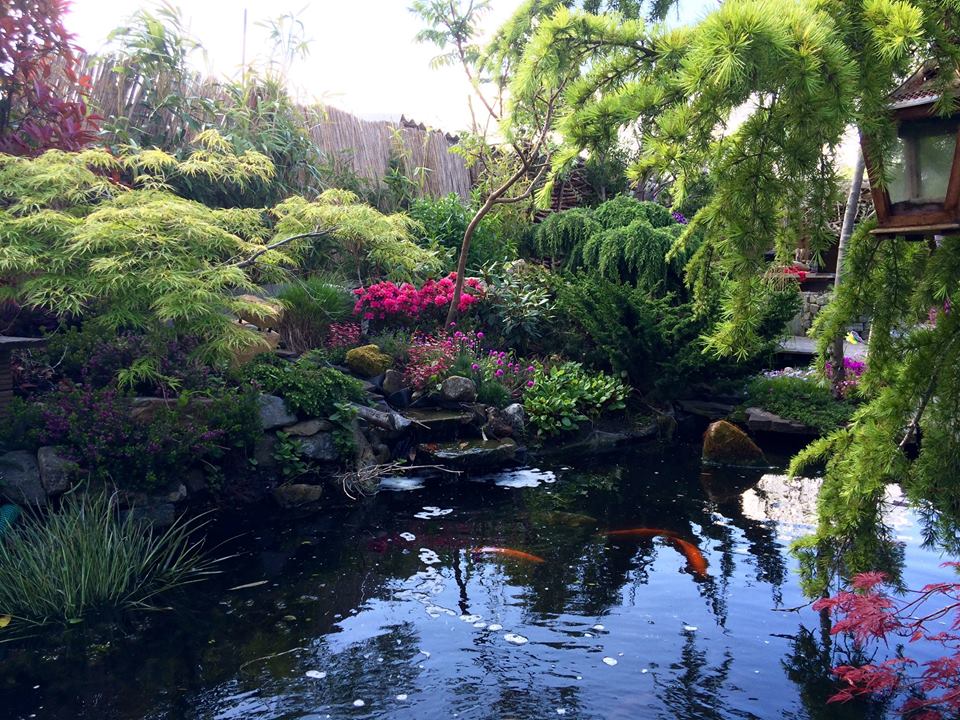 Een rustgevende tuinscène met een vijver, koi, weelderig groen en kleurrijke bloemen die in het water weerspiegelen.