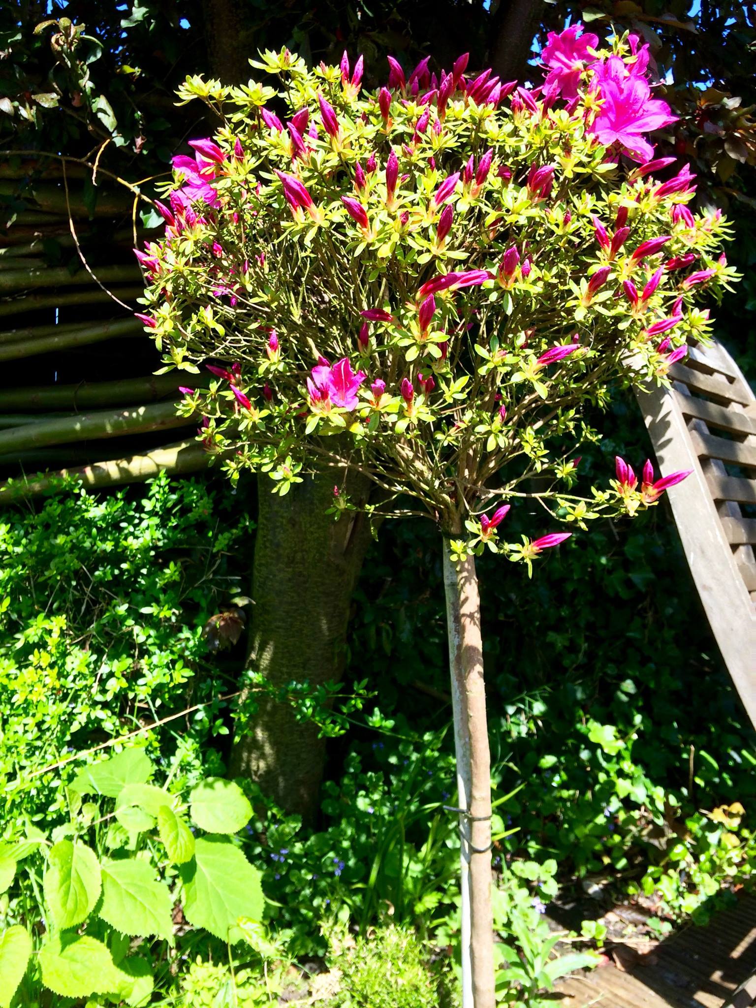 Azalea met roze bloemen, groen blad en een bruine stam, in een tuinomgeving.