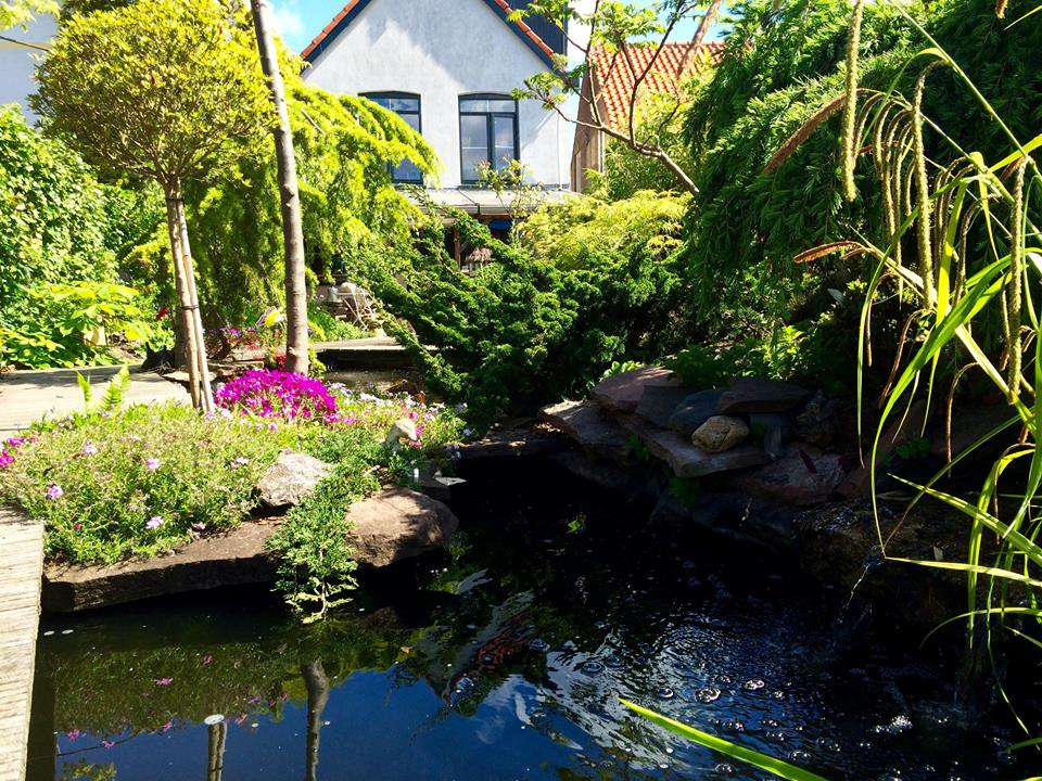Een vijver in een weelderige tuin met diverse planten, een wit huis op de achtergrond. Een zonnige dag.