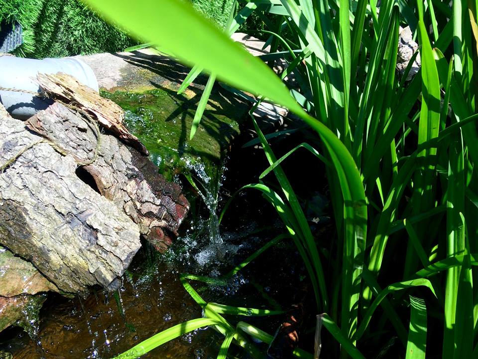 Water stroomt zachtjes van een rots in een vijver met hoge groene planten.