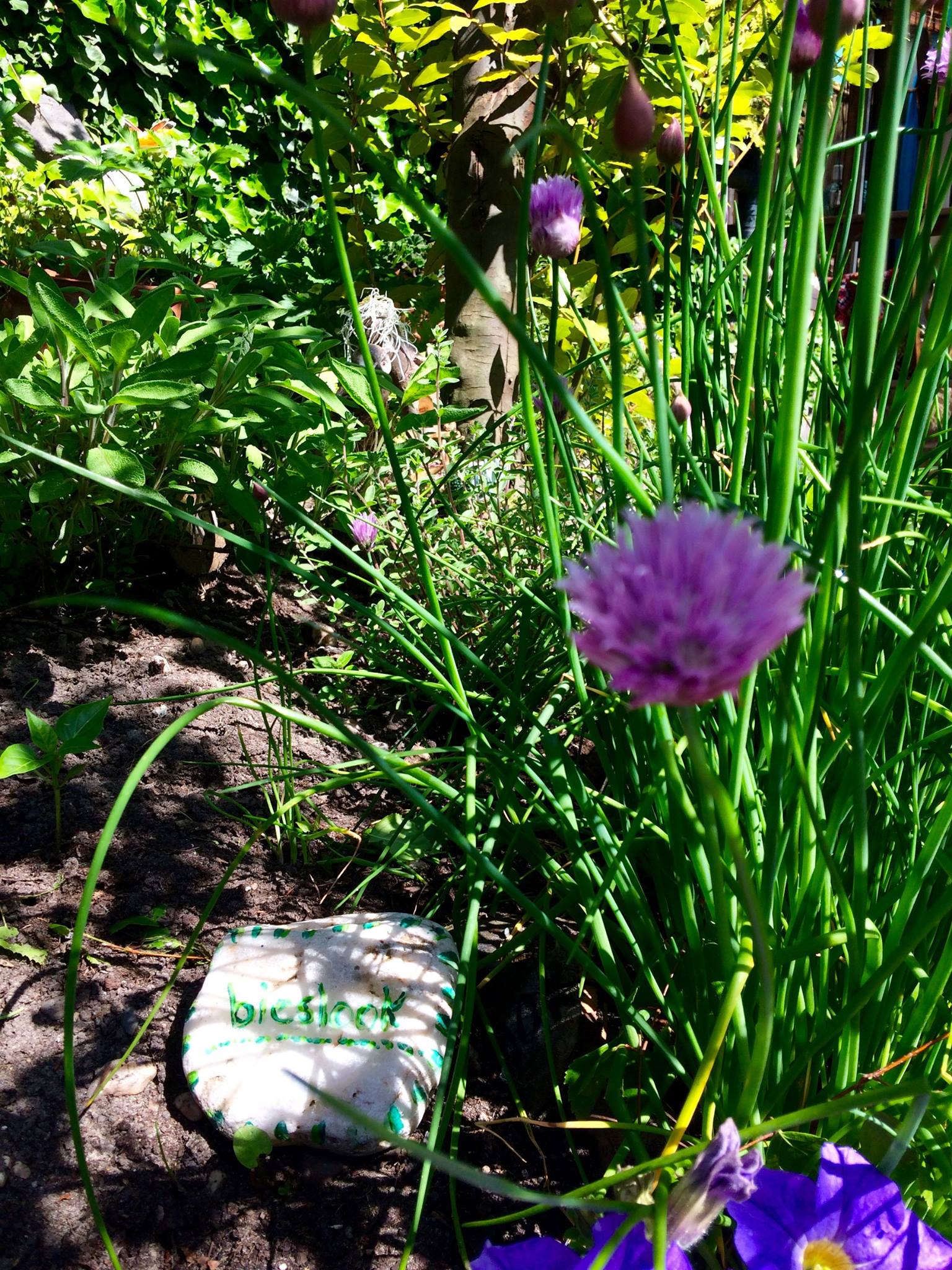 In een zonnige tuin bloeien paarse bieslookbloemen, met een plantenetiket ervoor.