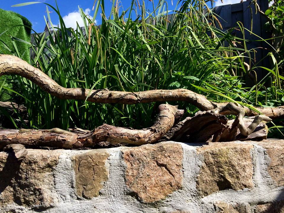 Een kronkelige, bruine wijnrank rust op een stenen muur voor hoog groen gras tegen een blauwe hemel.