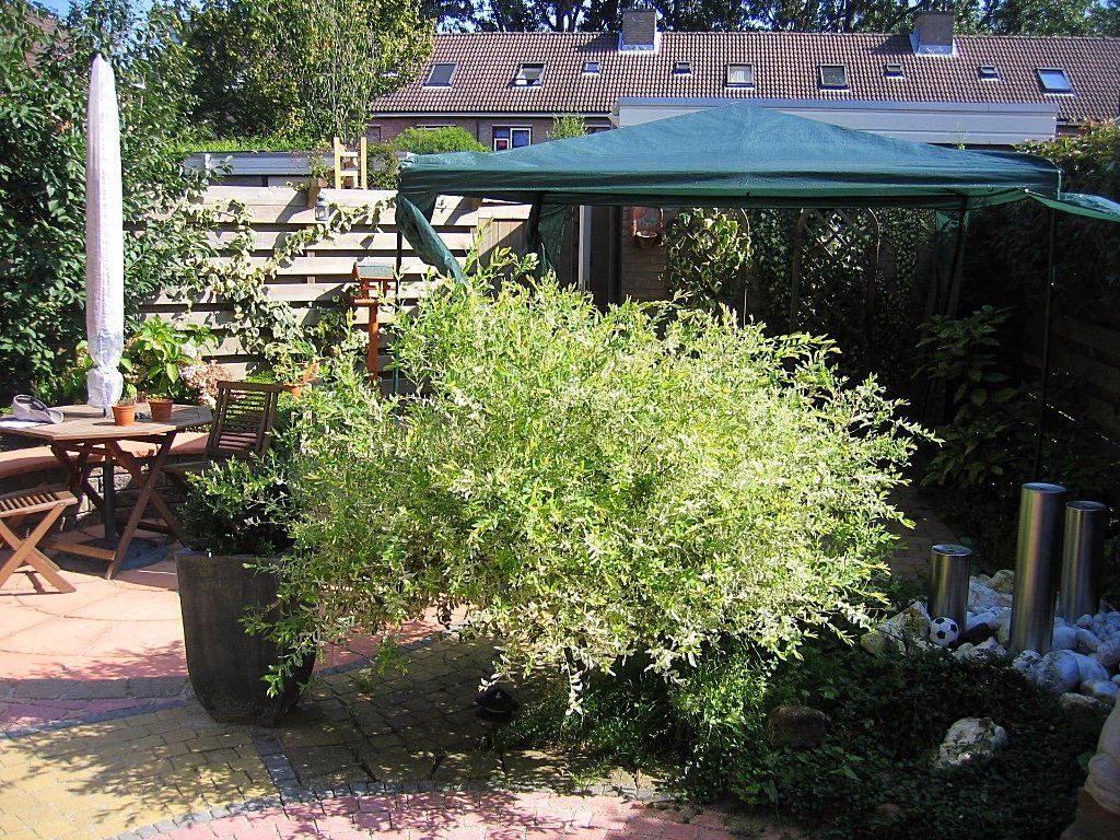 Een weelderige, groen-witte struik op een terras in de tuin, met een groene overkapping en houten tuinmeubilair.