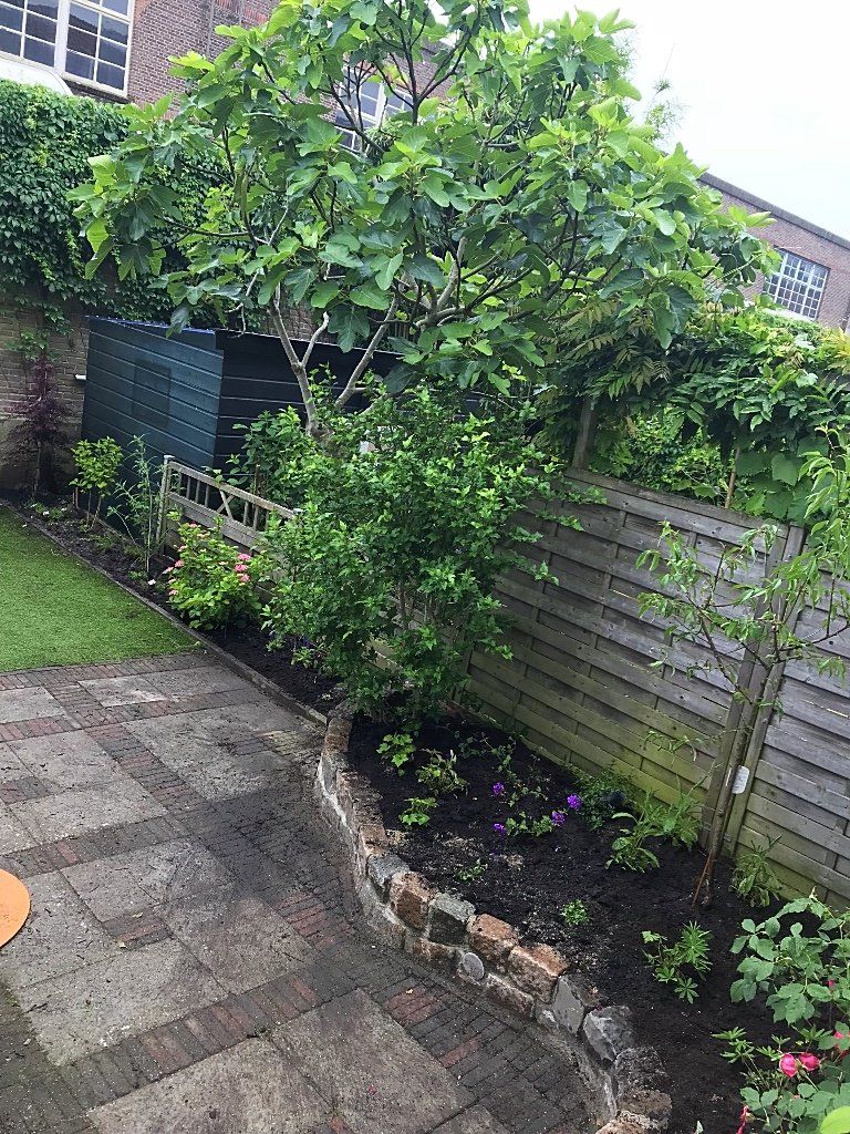 Een achtertuin met een bakstenen pad, een houten schutting en weelderige groene planten en bomen.