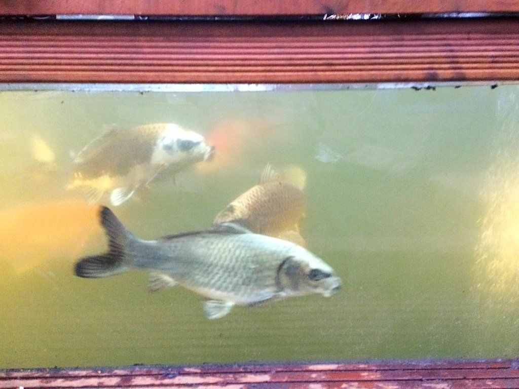 Drie vissen zwemmen in troebel water achter een raam.