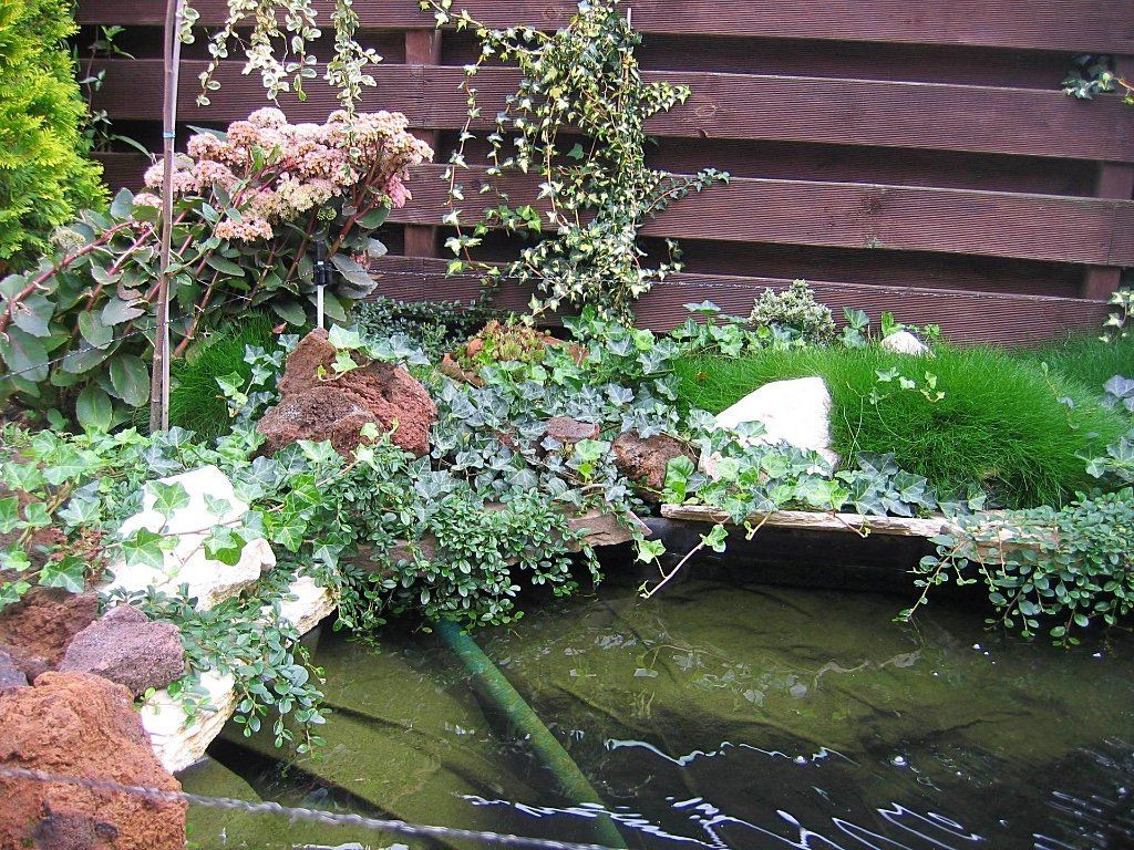 Tuinvijver met weelderig groen, rotsen en een houten schutting op de achtergrond.
