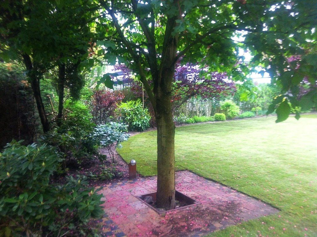 Een boom in een tuin met een weelderig groen gazon, omringd door struiken en andere bomen.