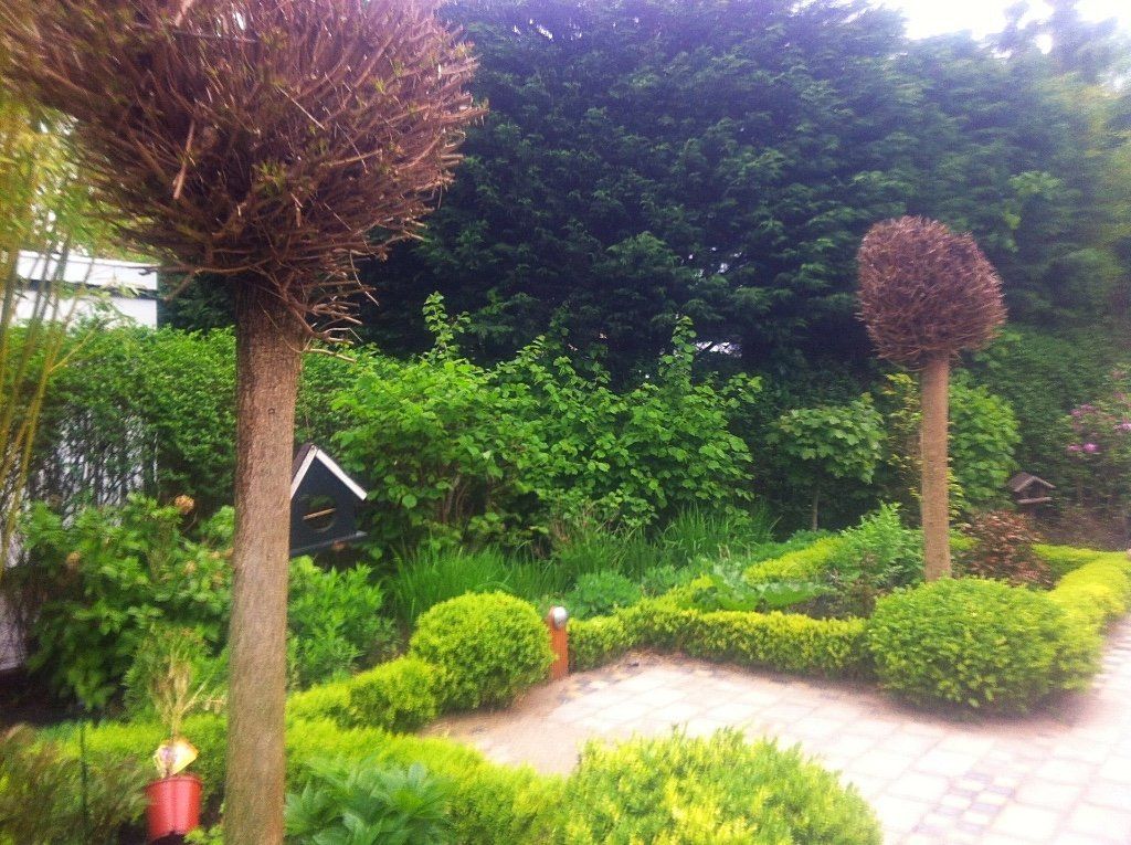 Een keurig onderhouden tuin met twee gesnoeide bomen, groene hagen en weelderig groen.