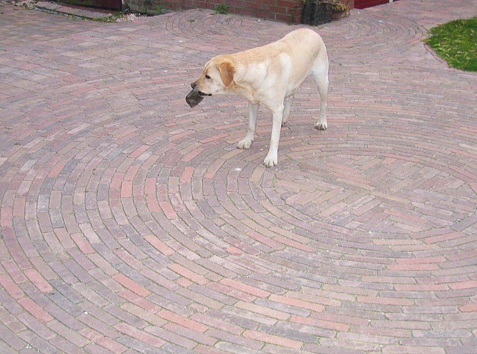 Een gele Labradorhond houdt een voorwerp in zijn bek, staand op een met bakstenen bestrating die in een spiraalpatroon is gelegd.