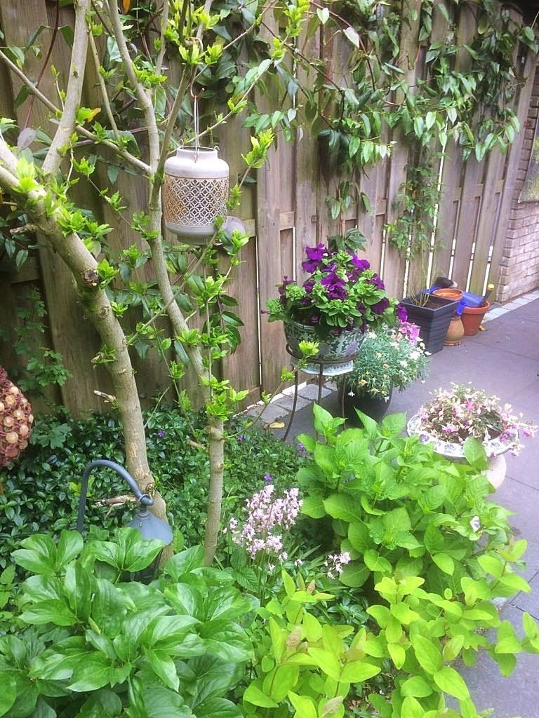 Een kleine tuin met diverse potplanten en bloemen, waaronder een vogelvoederhuisje dat aan een boom hangt.