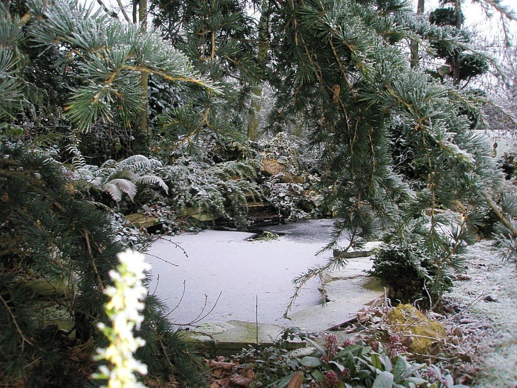 Met sneeuw bedekte vijver in een wintertuin, omlijst door met rijp bedekte groenblijvende takken.