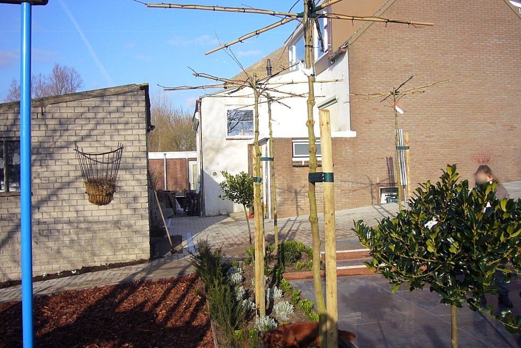 Bomen met steunpalen naast een bakstenen gebouw. Helderblauwe lucht erboven.