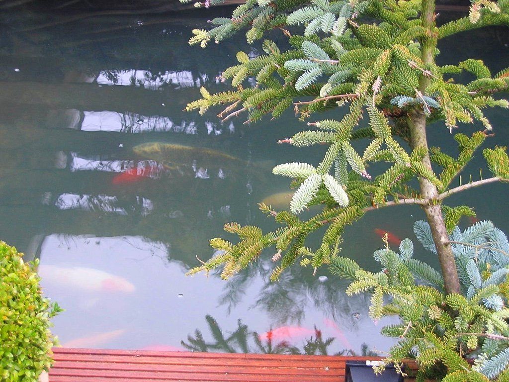 Koivissen zwemmen in een vijver, gedeeltelijk aan het zicht onttrokken door groene en blauwgroene takken van naaldbomen.