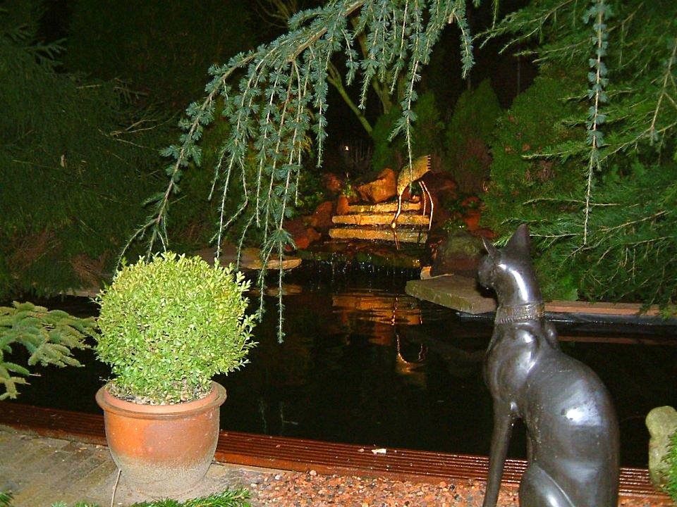 Donkere tuinscène: vijver, waterval, struik in pot, kattenbeeldje dat staart, groenblijvende bomen.