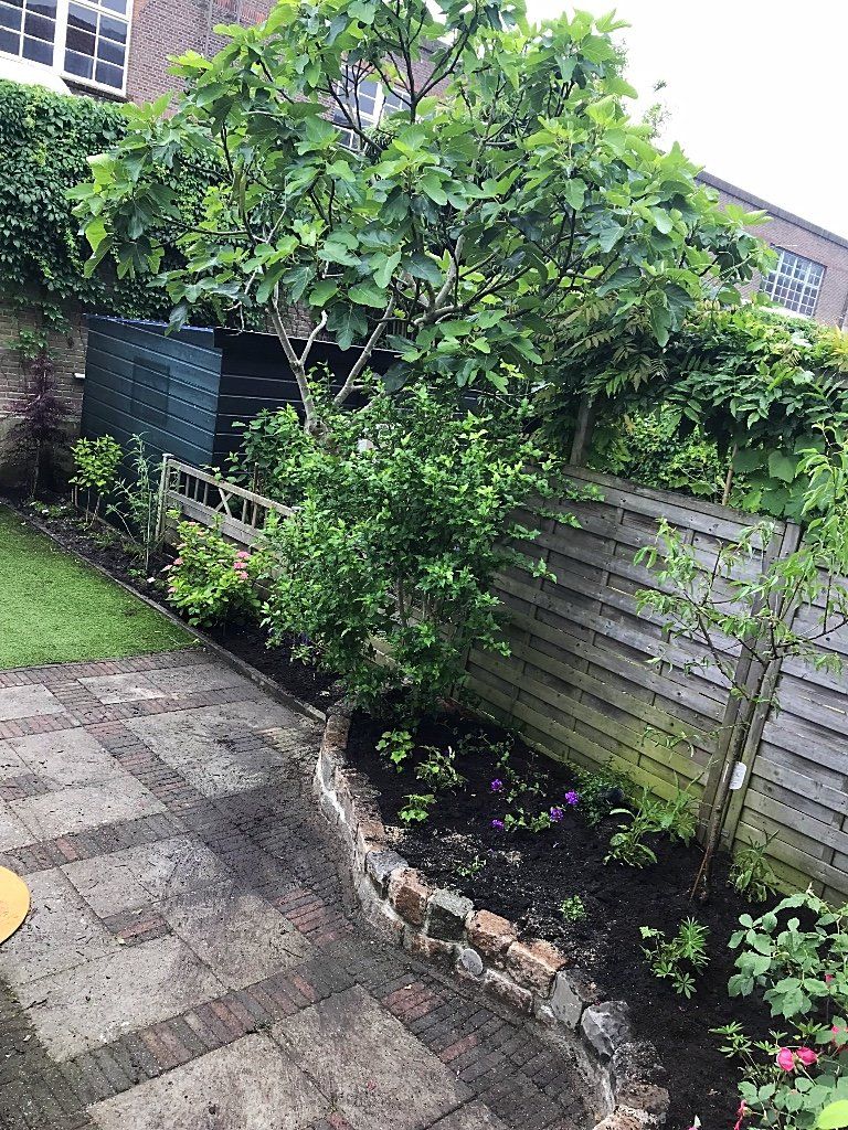 Een tuin met een bakstenen pad, bloemperken, bomen en een houten schutting. Weelderig groen omringt de ruimte.