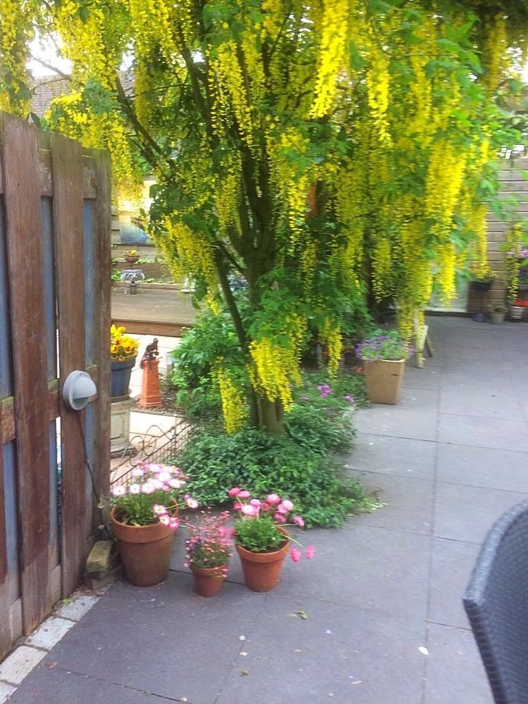 Een gouden kettingboom met gele bloemen hangt over een tuinpad, met bloempotten op de voorgrond.