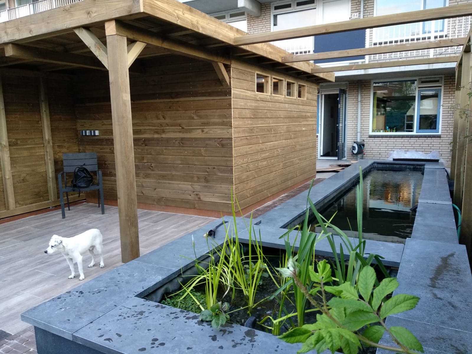 Hond naast een rechthoekige vijver met planten, een houten schuur en een terras onder een pergola.
