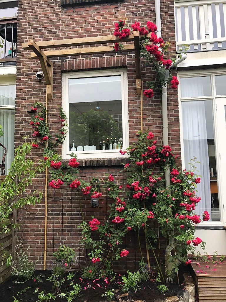 Rode rozen klimmen tegen een bakstenen gebouw met een raam, een houten pergola en witte kozijnen.