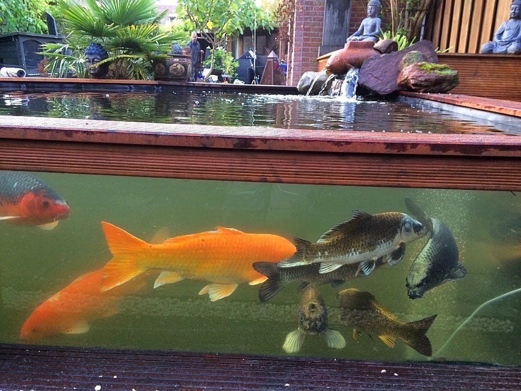 Koivissen zwemmen in een vijver met transparante wanden, met een waterfontein en een tuin op de achtergrond.