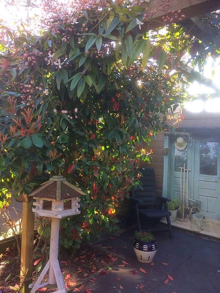Een vogelhuisje, een stoel en een potplant in een tuin, met een bloeiende struik en een lichtblauwe deur.
