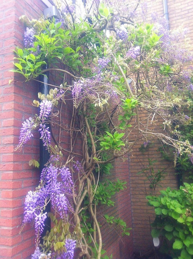 De paarse blauweregen klimt tegen een bakstenen muur omhoog, de bloemen hangen als een waterval naar beneden.