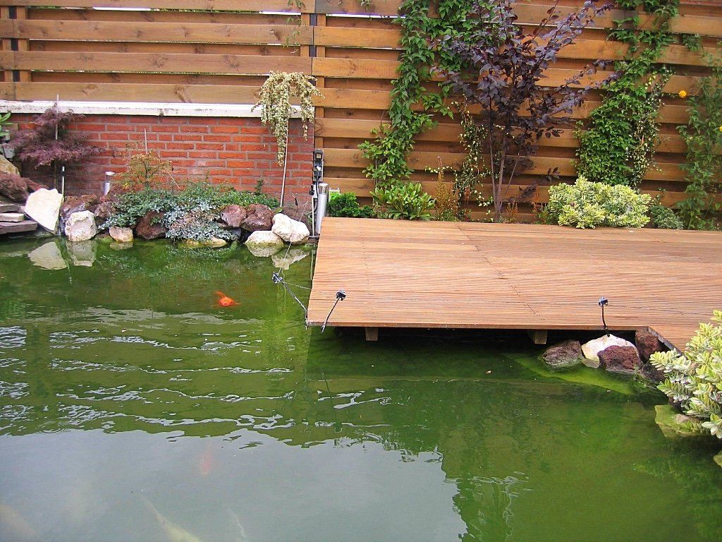 Vijver met houten steiger. Groen water, rode koikarpers. Op de achtergrond een bakstenen muur en een houten hek.