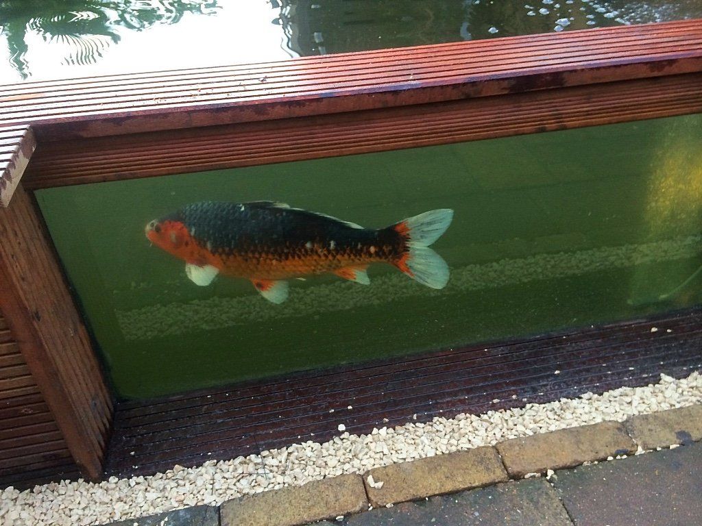 Koivissen zwemmen in een vijver met groene wanden, omzoomd door hout en witte kiezels.