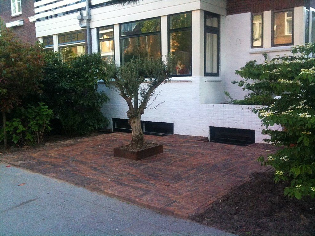 Een stenen terras met een olijfboom voor een wit gebouw met grote ramen.