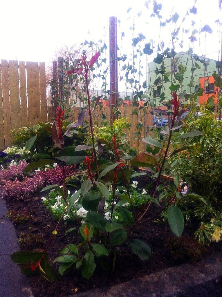 Bloembed met groene en rode planten, witte bloemen, houten schutting op de achtergrond.