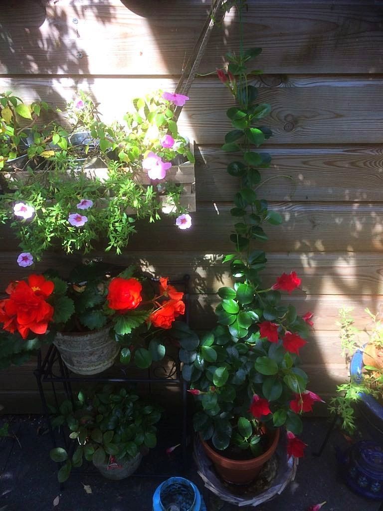 Bloemen in potten en een hangende plantenbak tegen een houten schutting, in het zonnige licht.