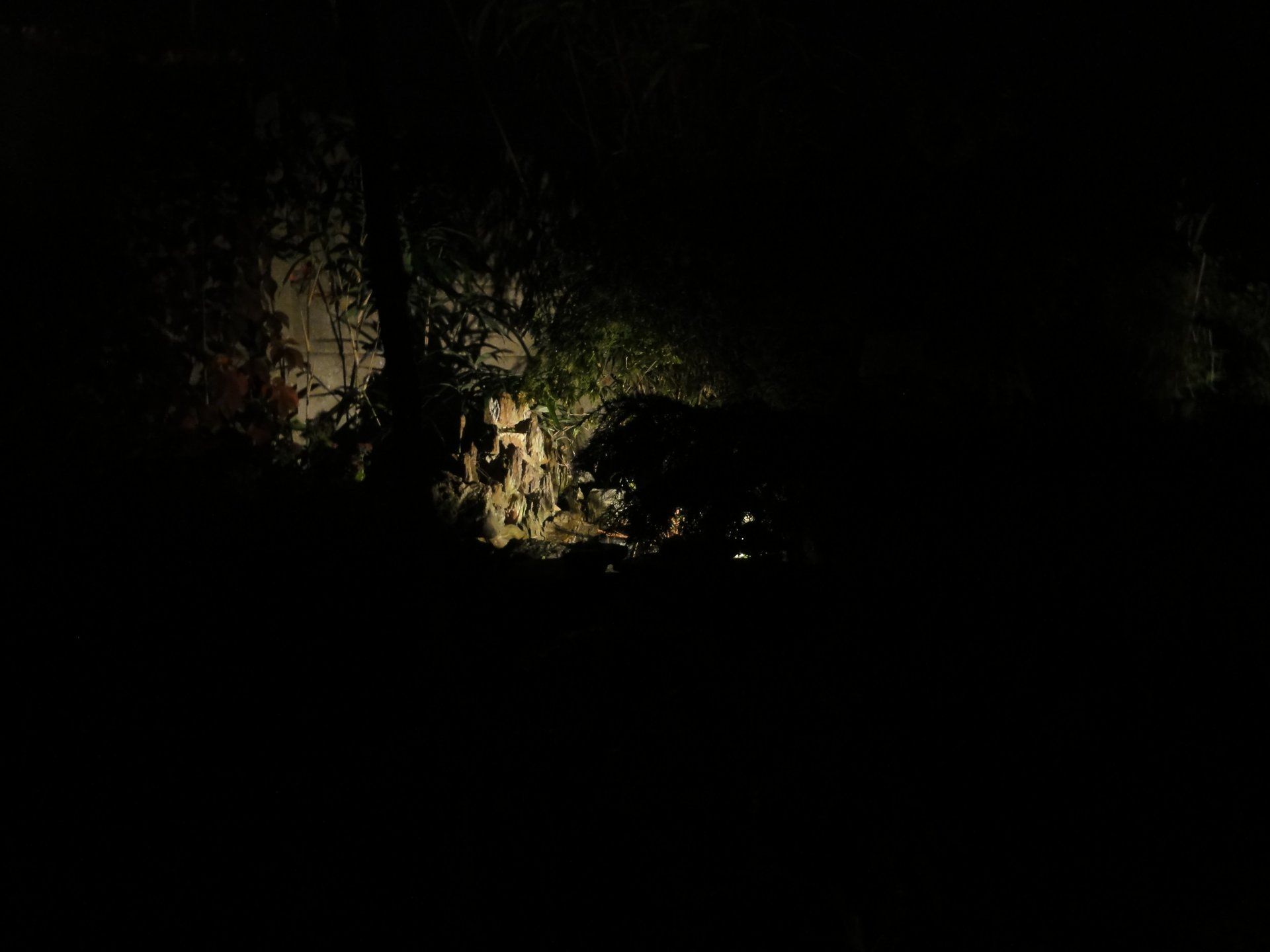 Donker boslandschap, een verlichte plek onthult een bouwwerk dat gedeeltelijk door bladeren bedekt is.