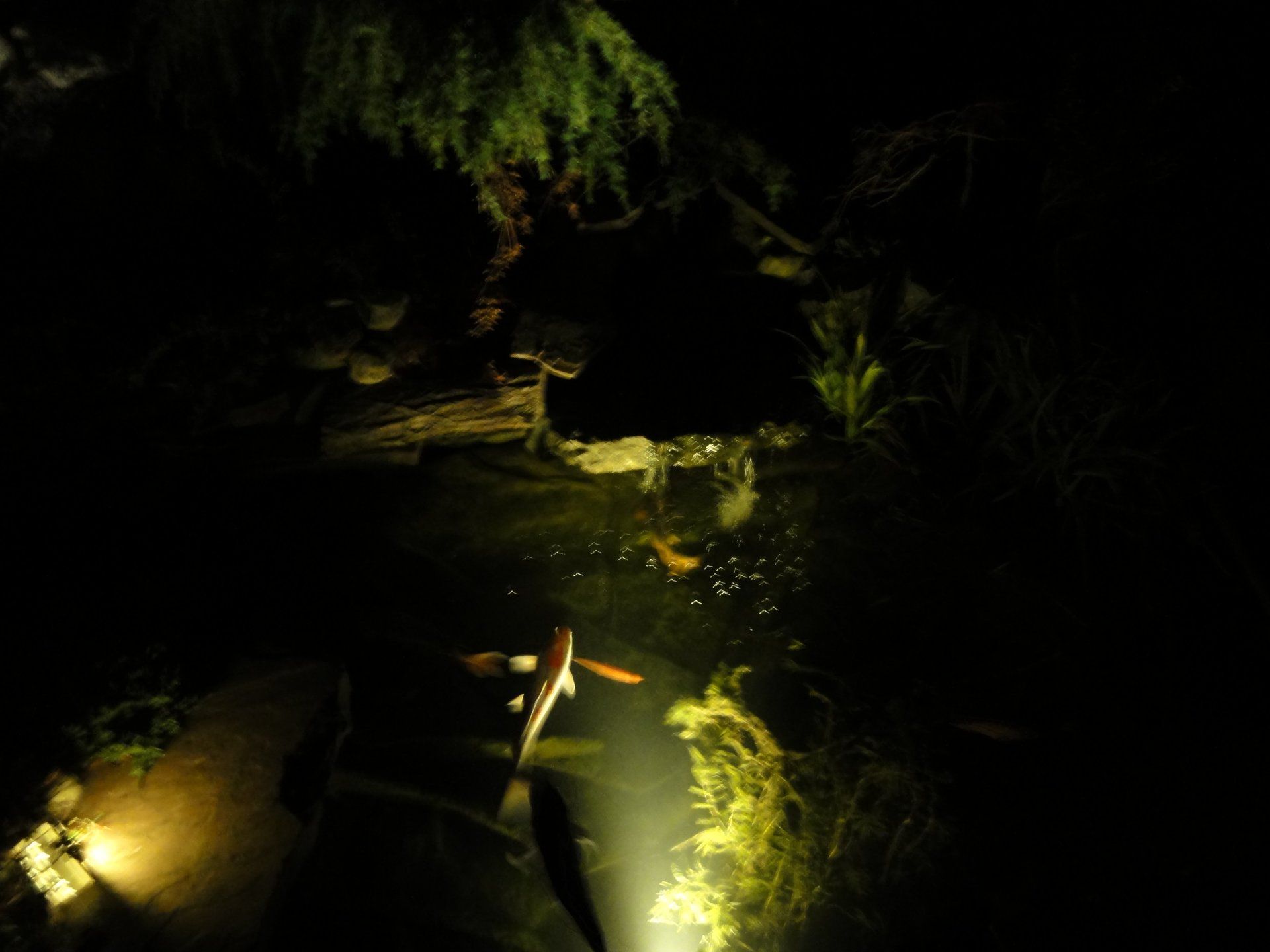 Koivissen zwemmen in een donkere vijver die verlicht wordt door zachte lampen. Weelderig groen omlijst het water.