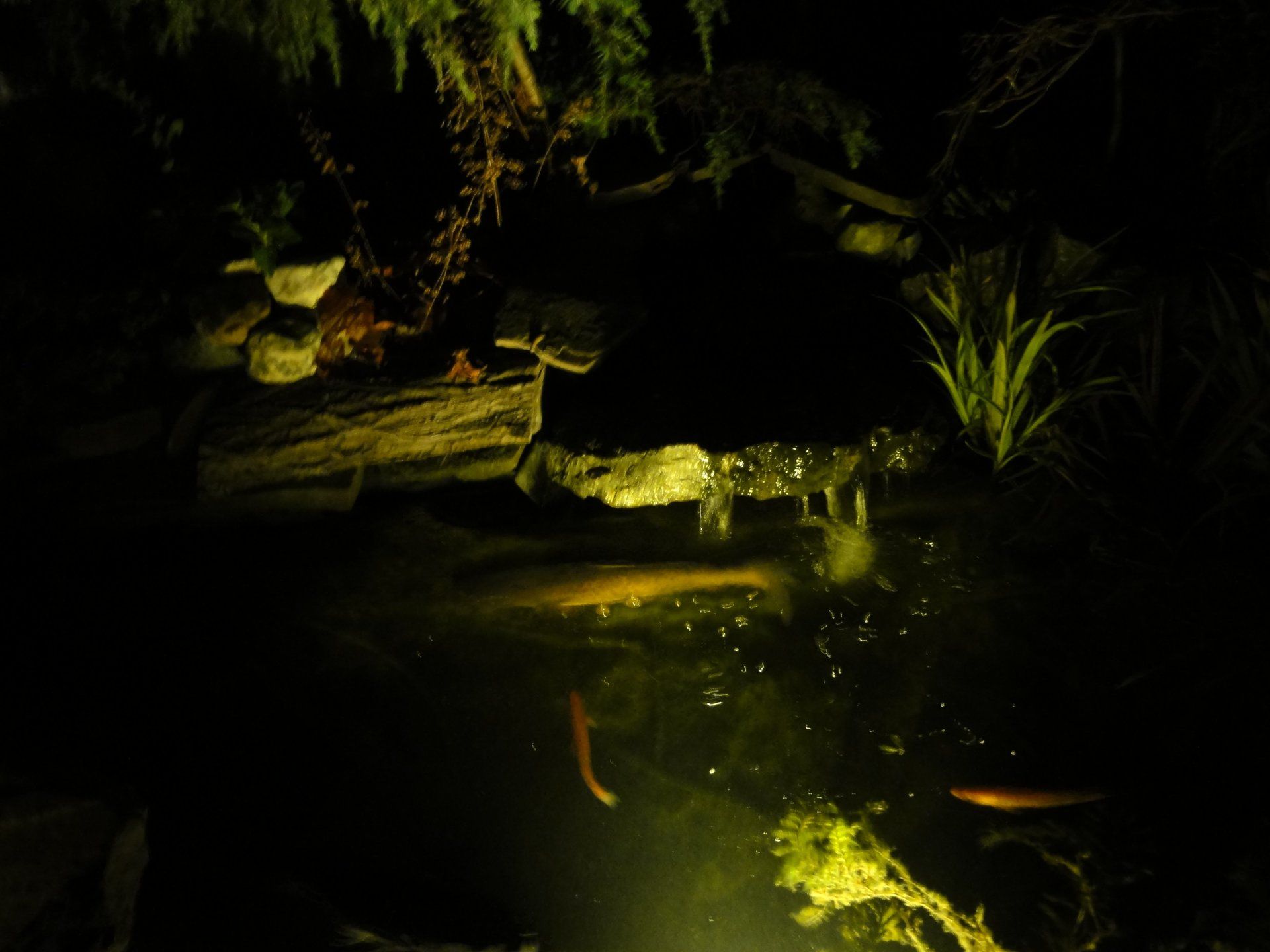 Nachtscène van een vijver met zichtbare vissen, verlicht door een zacht geel licht; rotsen en planten omringen de vijver.