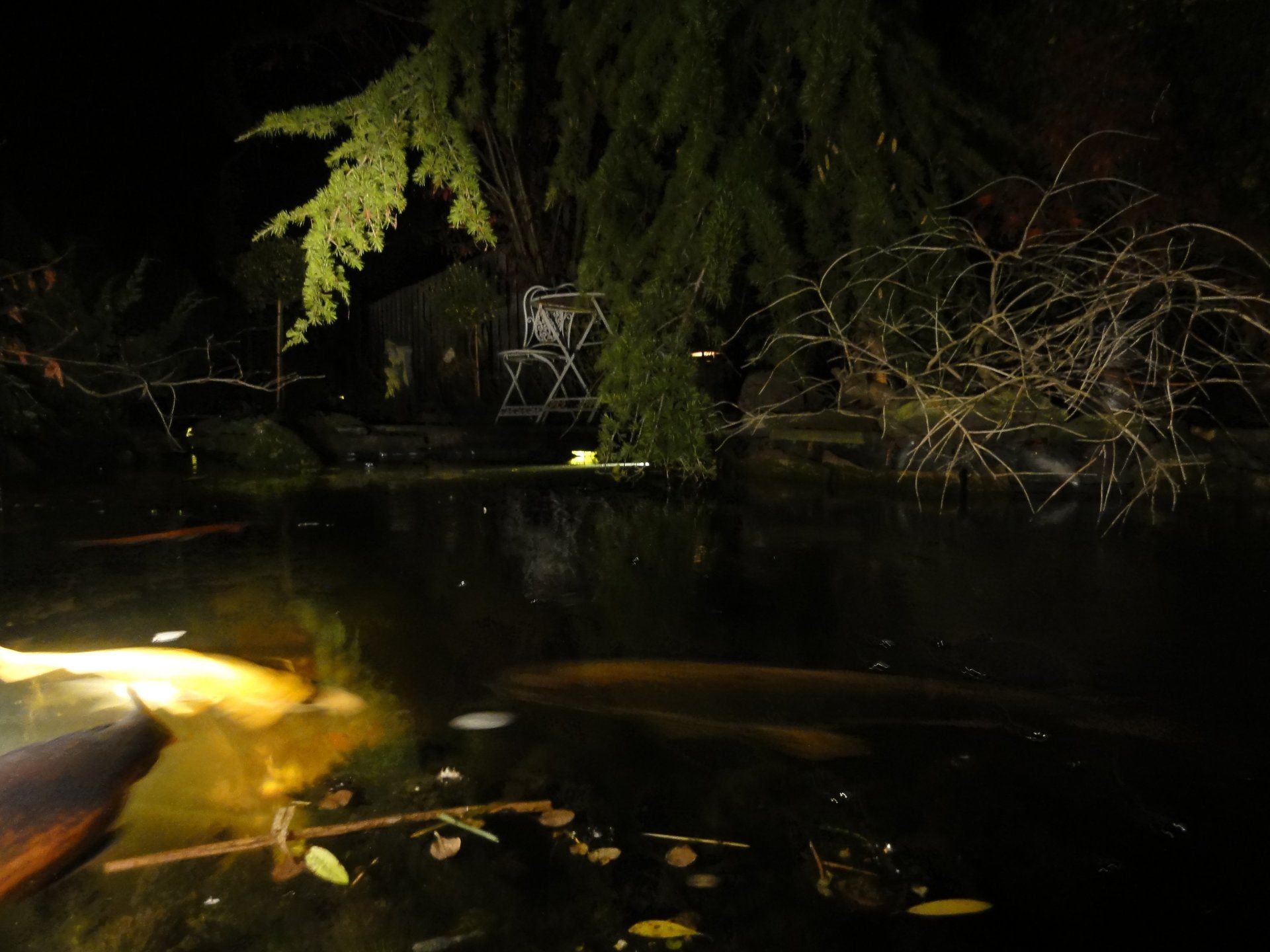 Een donkere vijver 's nachts met grote boomtakken die over het water hangen, waarin de reflecties zichtbaar zijn.