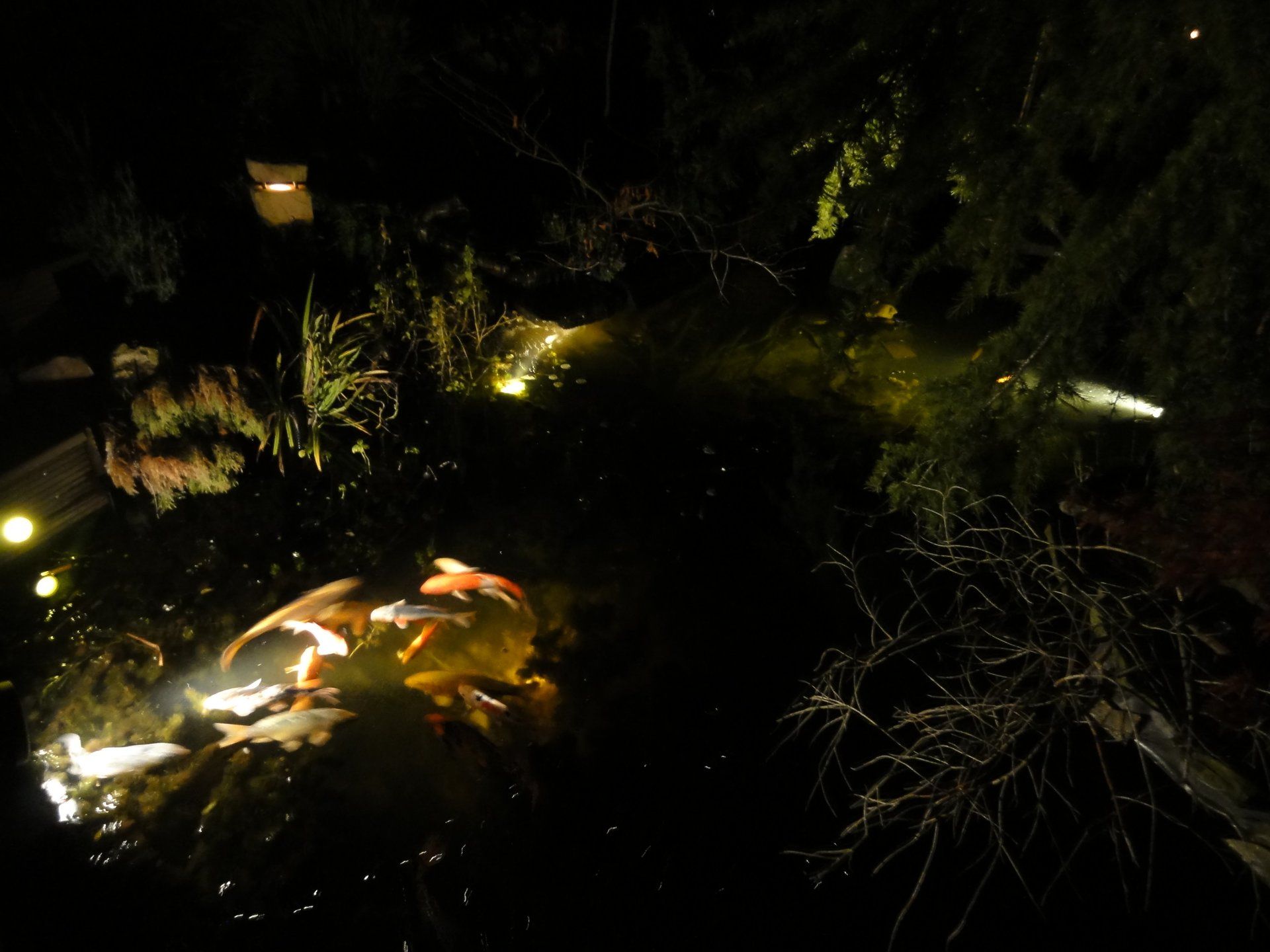 Een nachtelijke tuinscène met verlichte planten en water, waarin licht wordt weerkaatst.