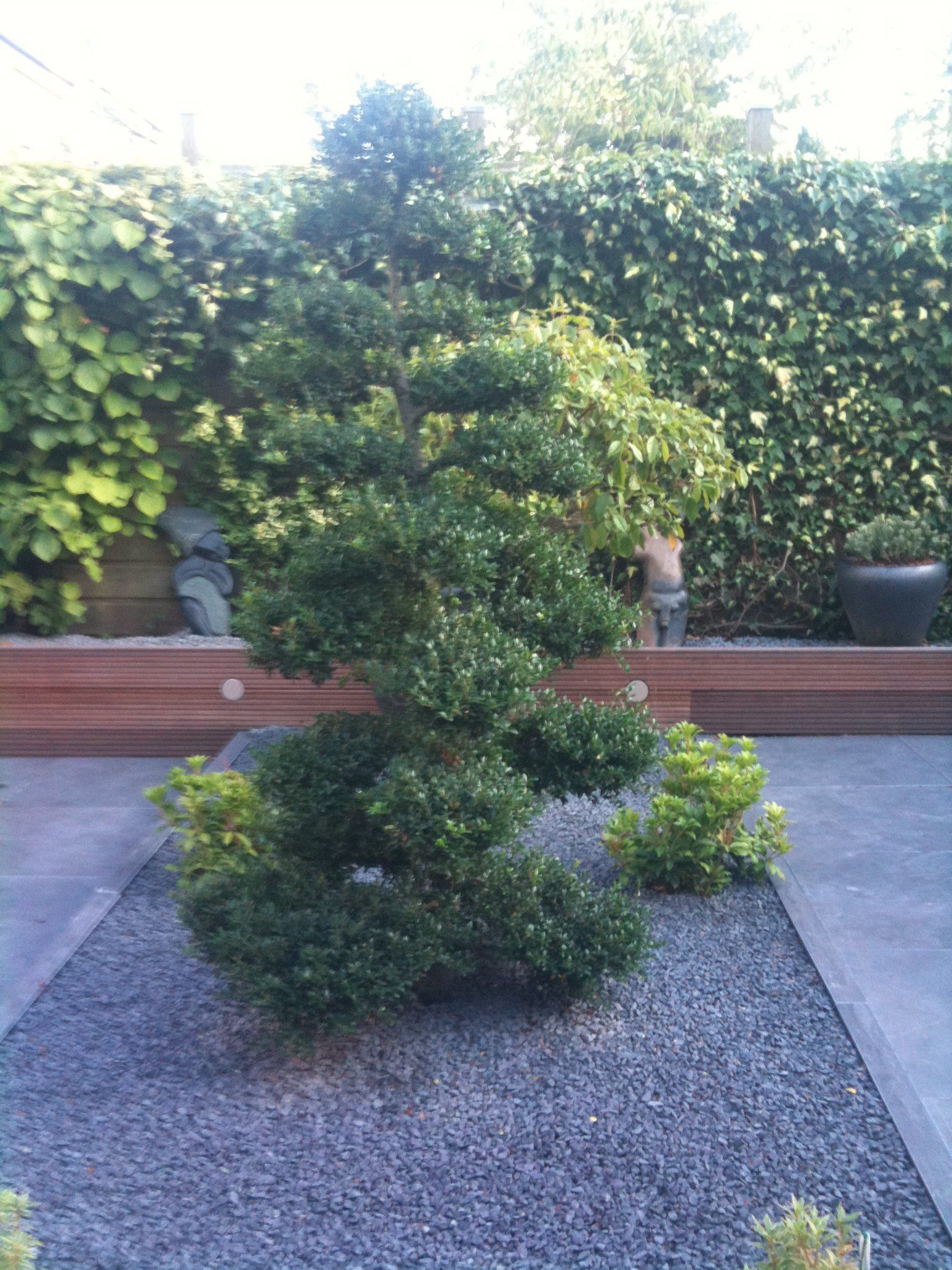 Gevormde groenblijvende boom in een grijs grindbed met een groene haag op de achtergrond.