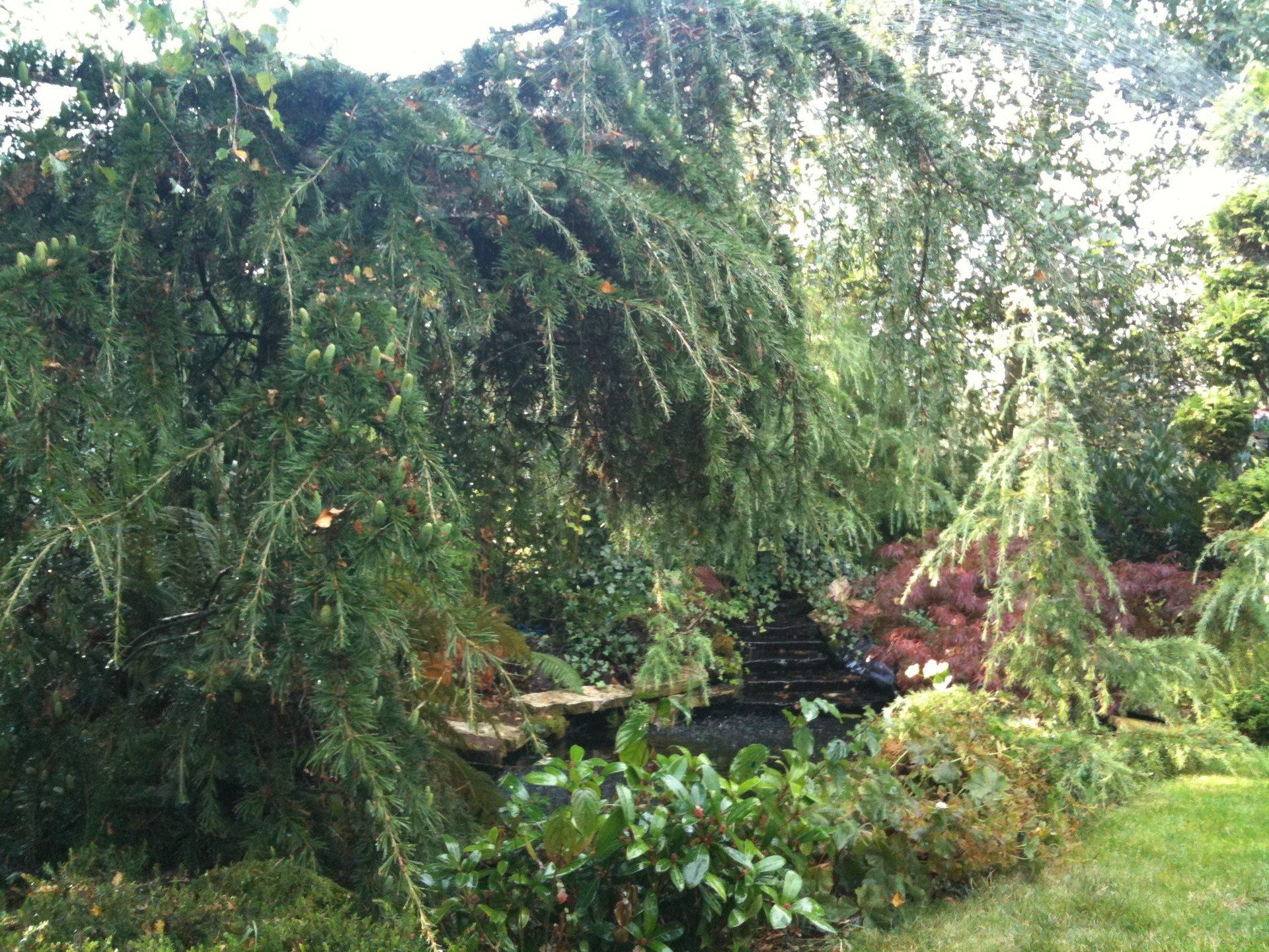 Een weelderige, groene treurboom staat boven een kleine vijver met een trapsgewijze waterval, omgeven door diverse planten en bladeren.