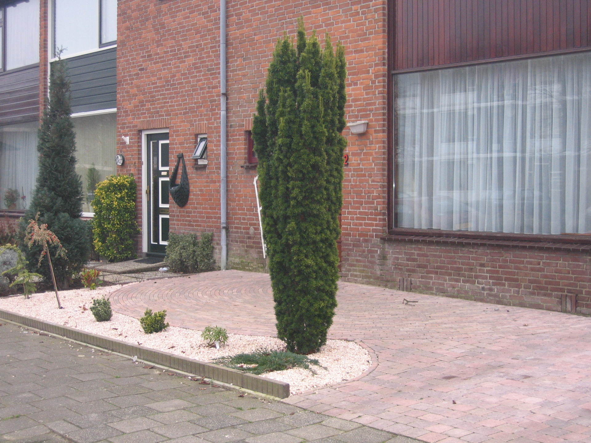 Een hoge, groene, slanke conifeer in een voortuin met lichtgekleurde stenen en een rood bakstenen huis.