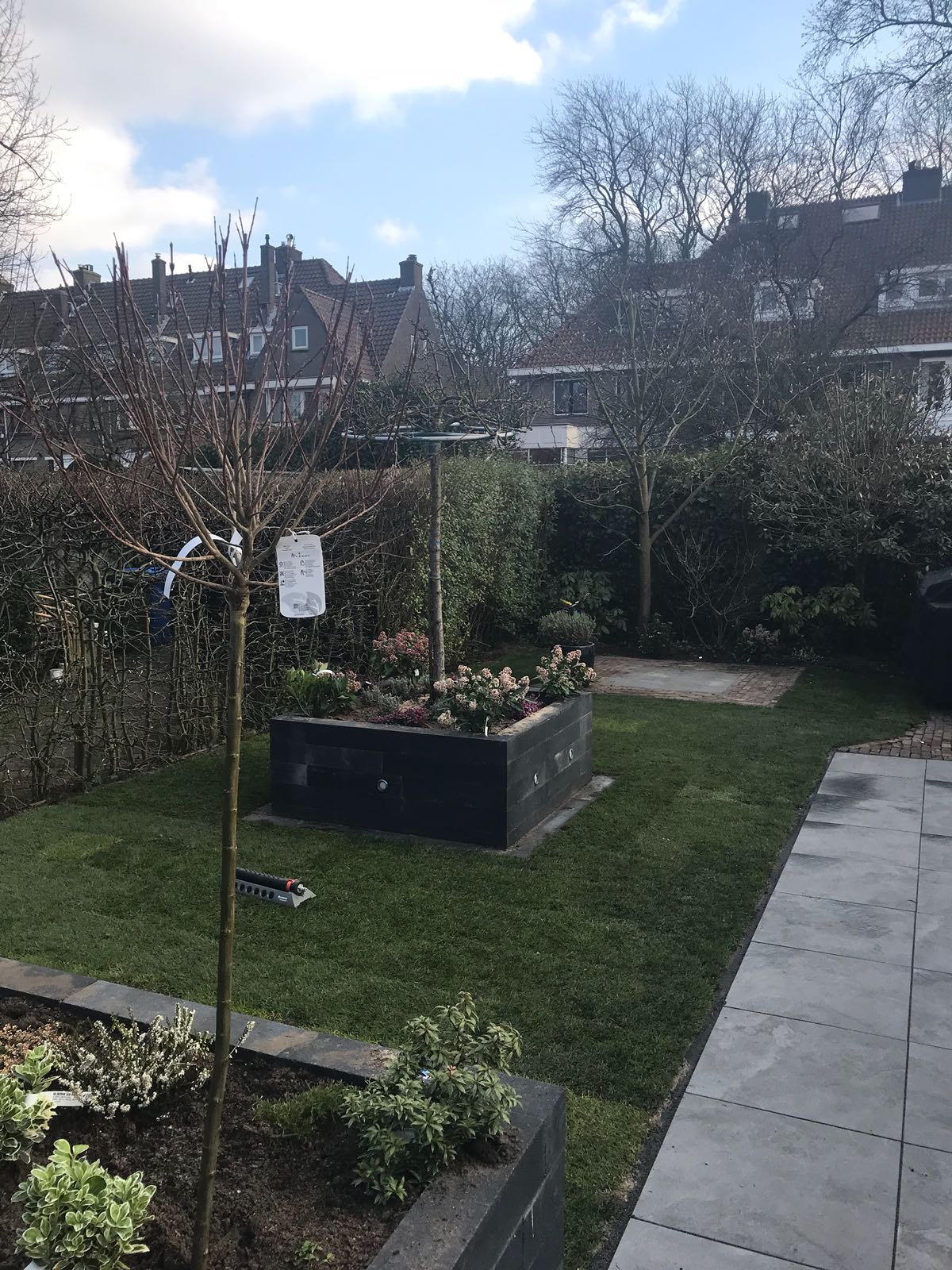 Een groen gazon met een donkere stenen plantenbak en een kleine boom in een achtertuin.