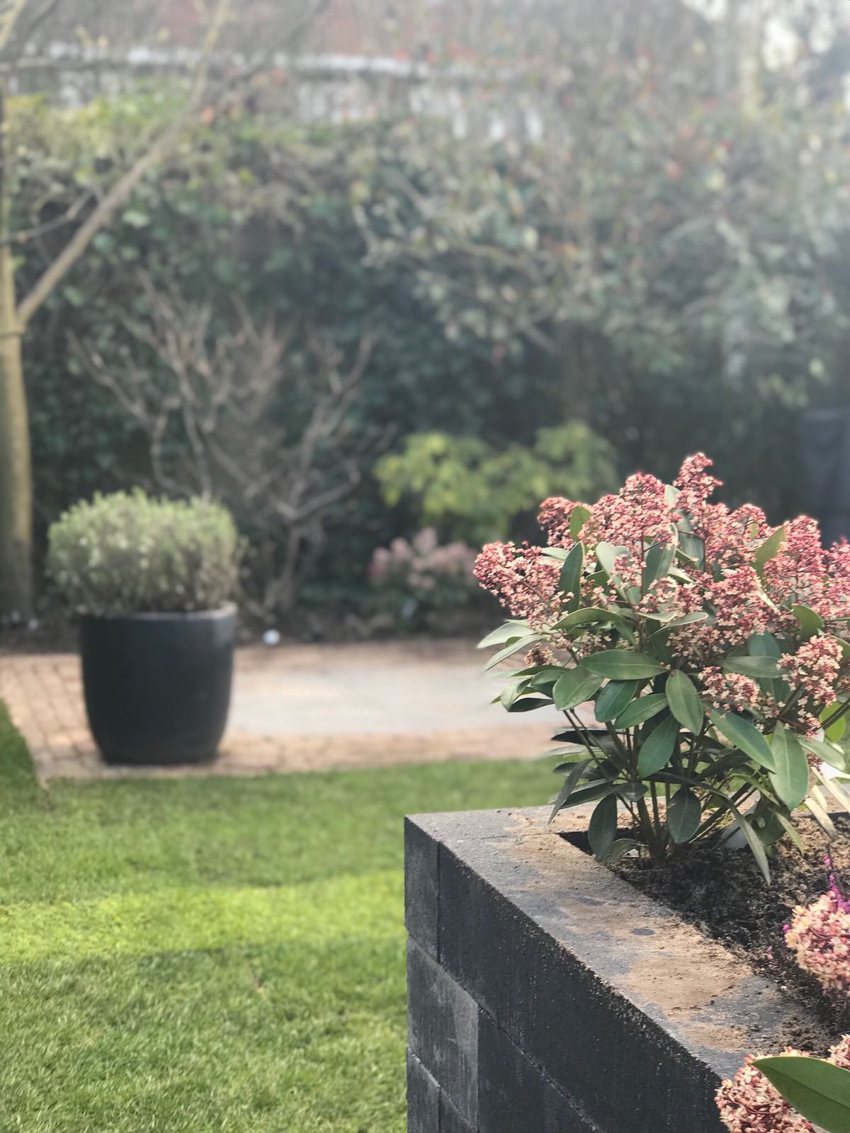 Groen gazon en terras met een bloeiende struik en een grote potplant, bomen op de achtergrond.