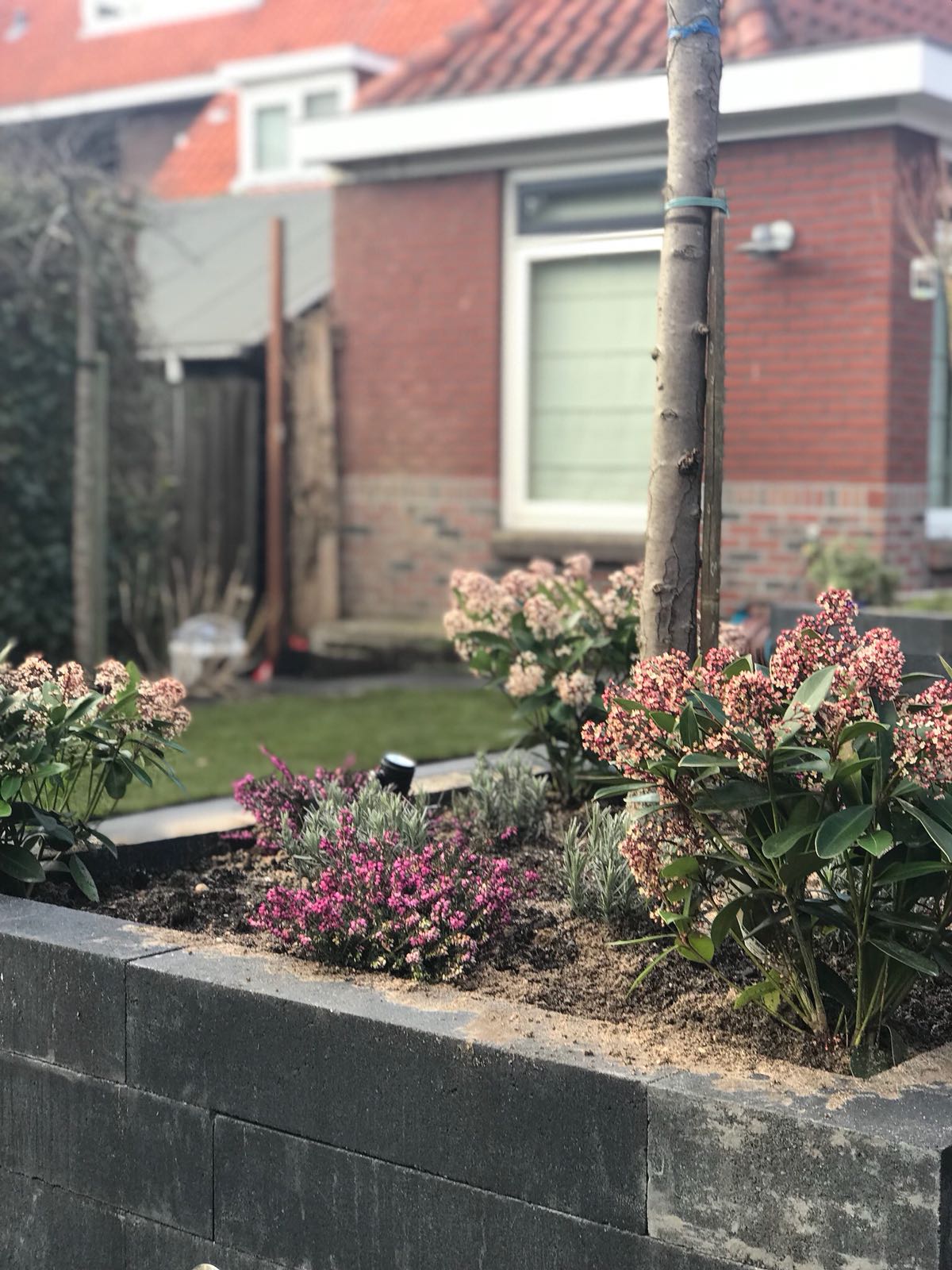 Verhoogd bloembed met roze en paarse bloemen voor een bakstenen gebouw.