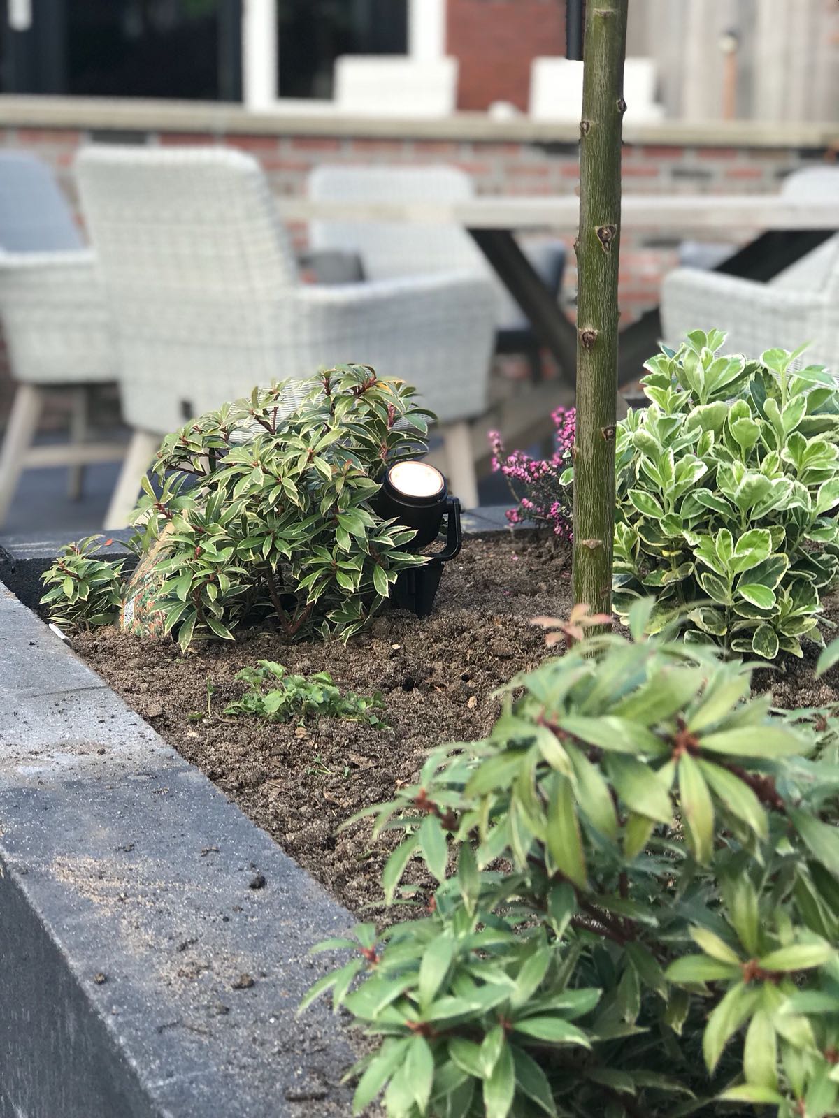 Een bloembed met diverse planten, een boom en op de achtergrond zitmeubilair.