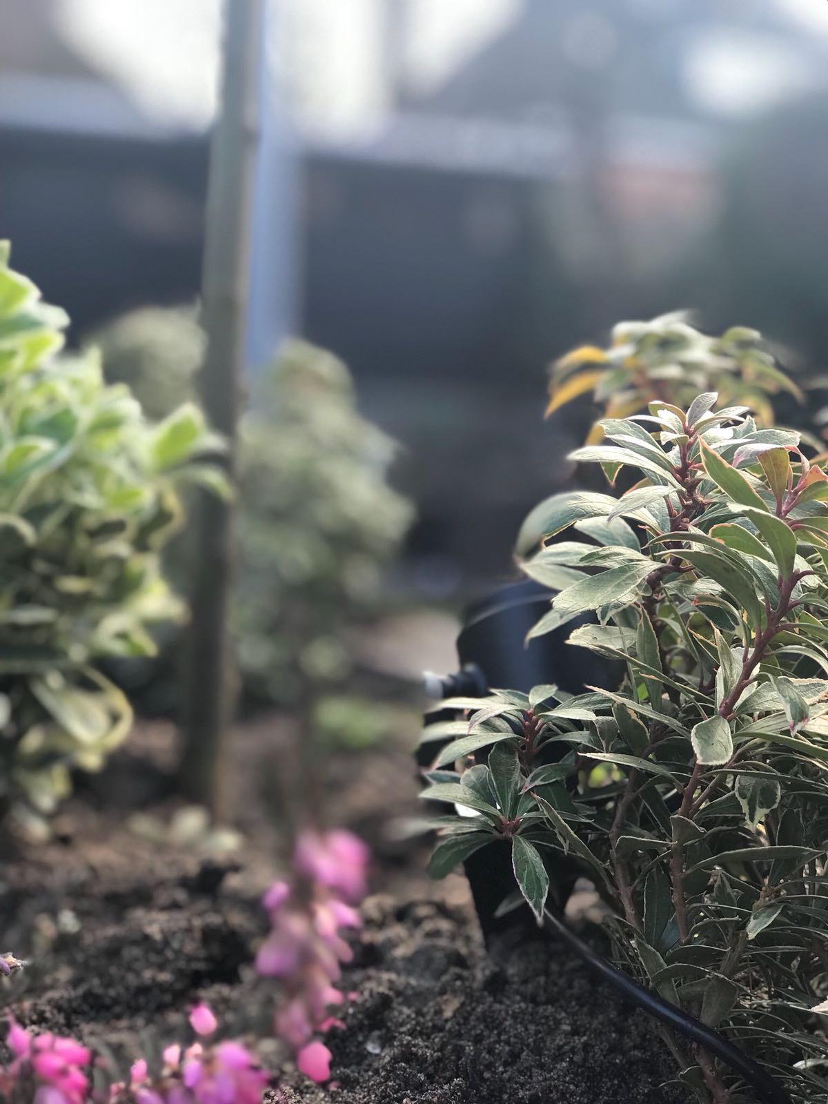 Een bloembed met kleine boompjes, roze bloemen en zonlicht.