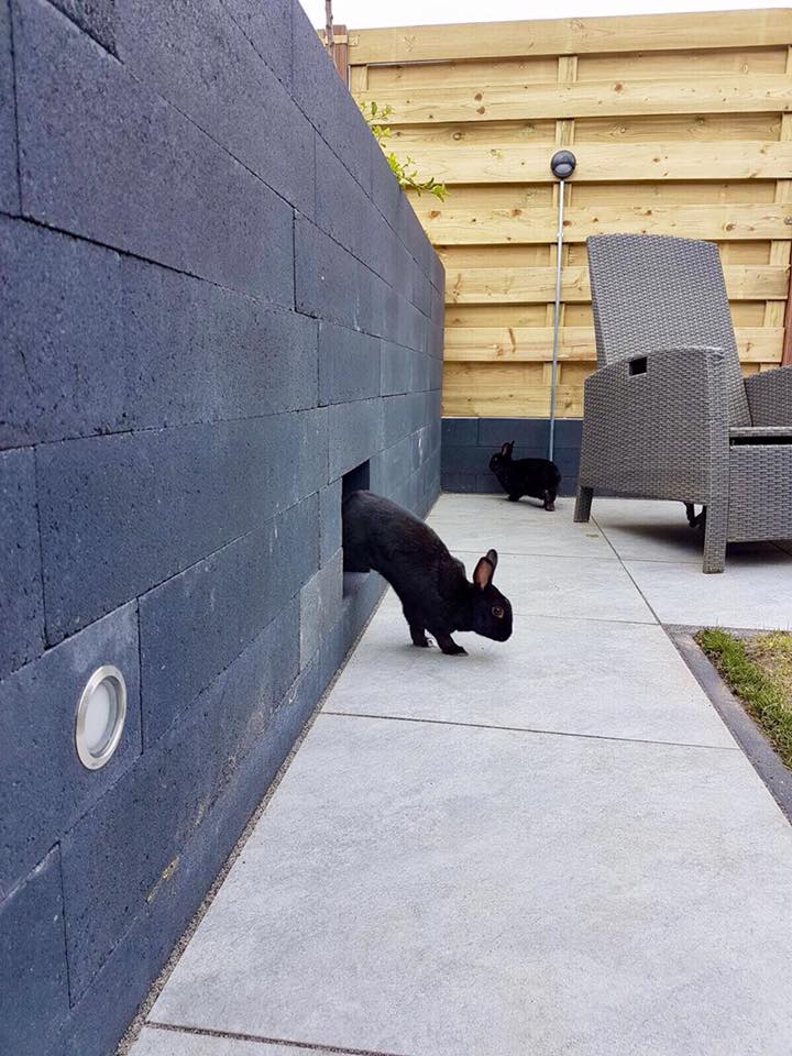 Een zwart konijn komt uit een klein gat in een donkergrijze stenen muur. Een ander konijn staat vlakbij op een terras.