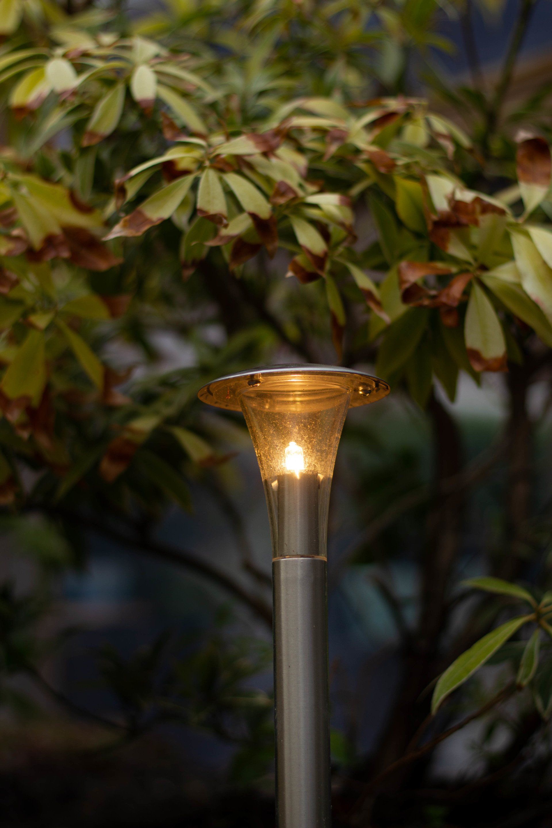 Een verlichte tuinlamp met een gouden bovenkant tegen de achtergrond van weelderig groen.