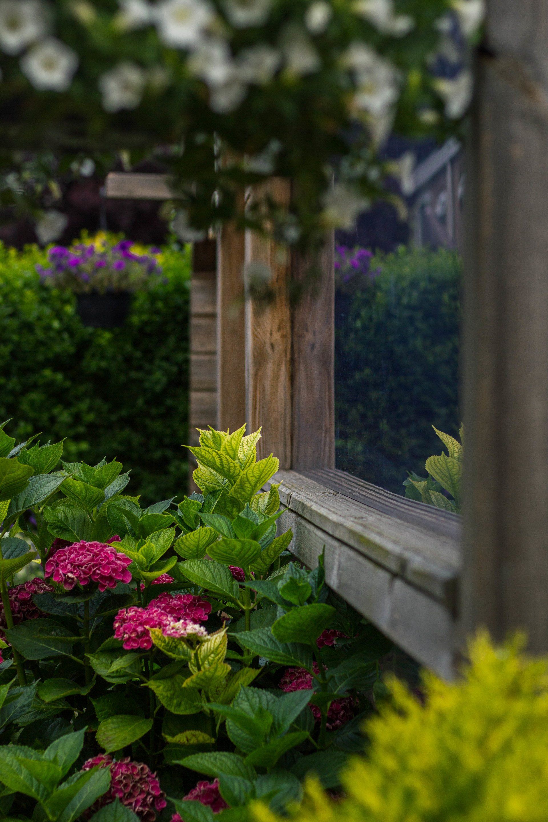 Paarse en roze hortensia's bloeien vlakbij een houten pergola; op de achtergrond hangen witte bloemen en groen blad.