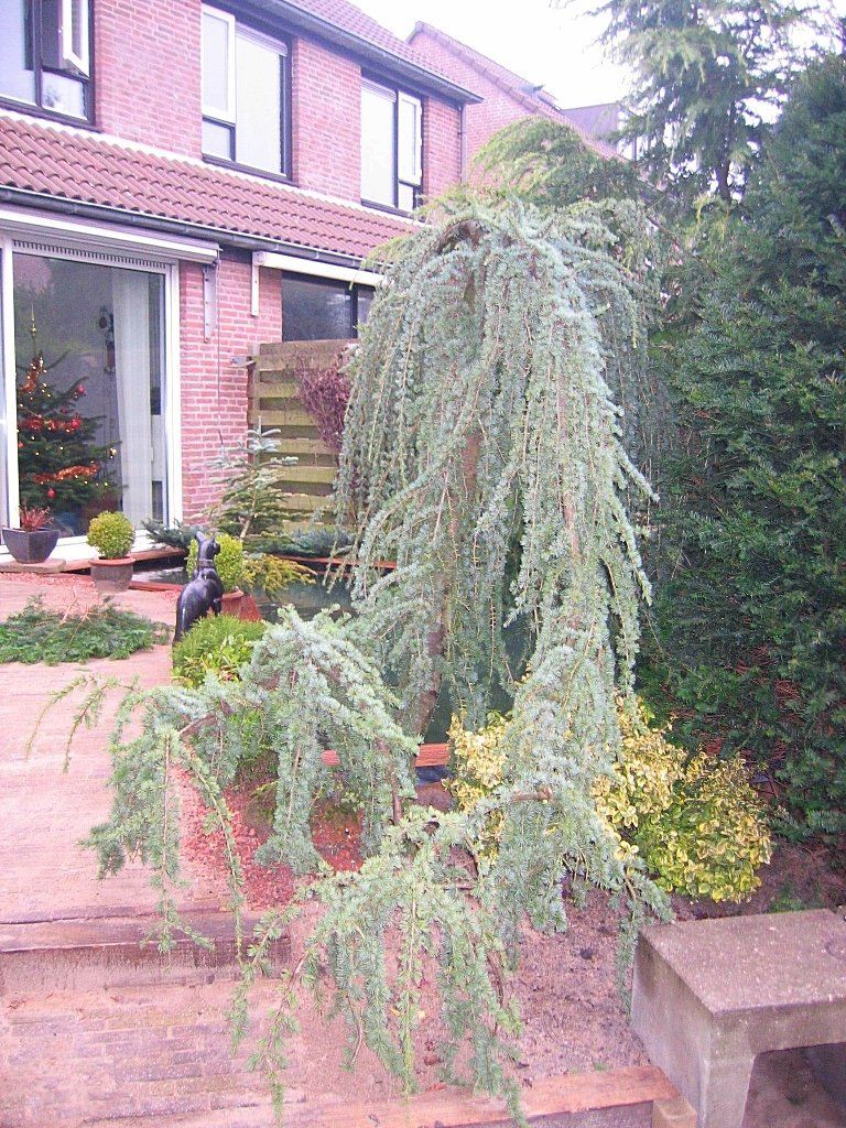 Treurblauwe Atlasceder voor een bakstenen huis.